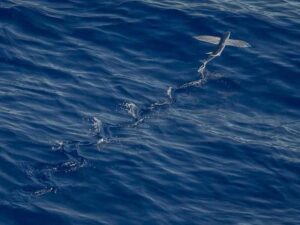 F1 签证攻略 - 深度指南-北美指南