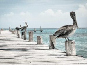 美国大学申请文书 - 深度指南-北美指南