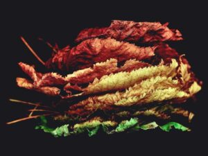 远程工作与收入差距 - 深度指南-北美指南