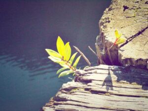 North Cascades National Park: Washington Wilderness Mountain Driving Route - Complete Guide-北美指南