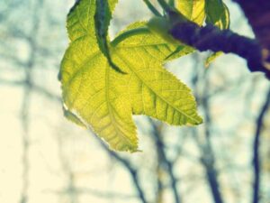 Maryland Travel Guide: Chesapeake Bay, Baltimore, and Coastal Routes - Complete Guide-北美指南