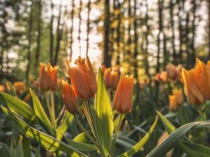 Oregon Scenic Drive Guide: Crater Lake, Coastline, and Wine Country – Complete Guide-北美指南