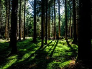 F1 签证攻略 - 深度指南-北美指南