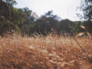 F1 签证攻略 - 深度指南-北美指南