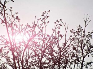 美国找工作 - 深度指南-北美指南